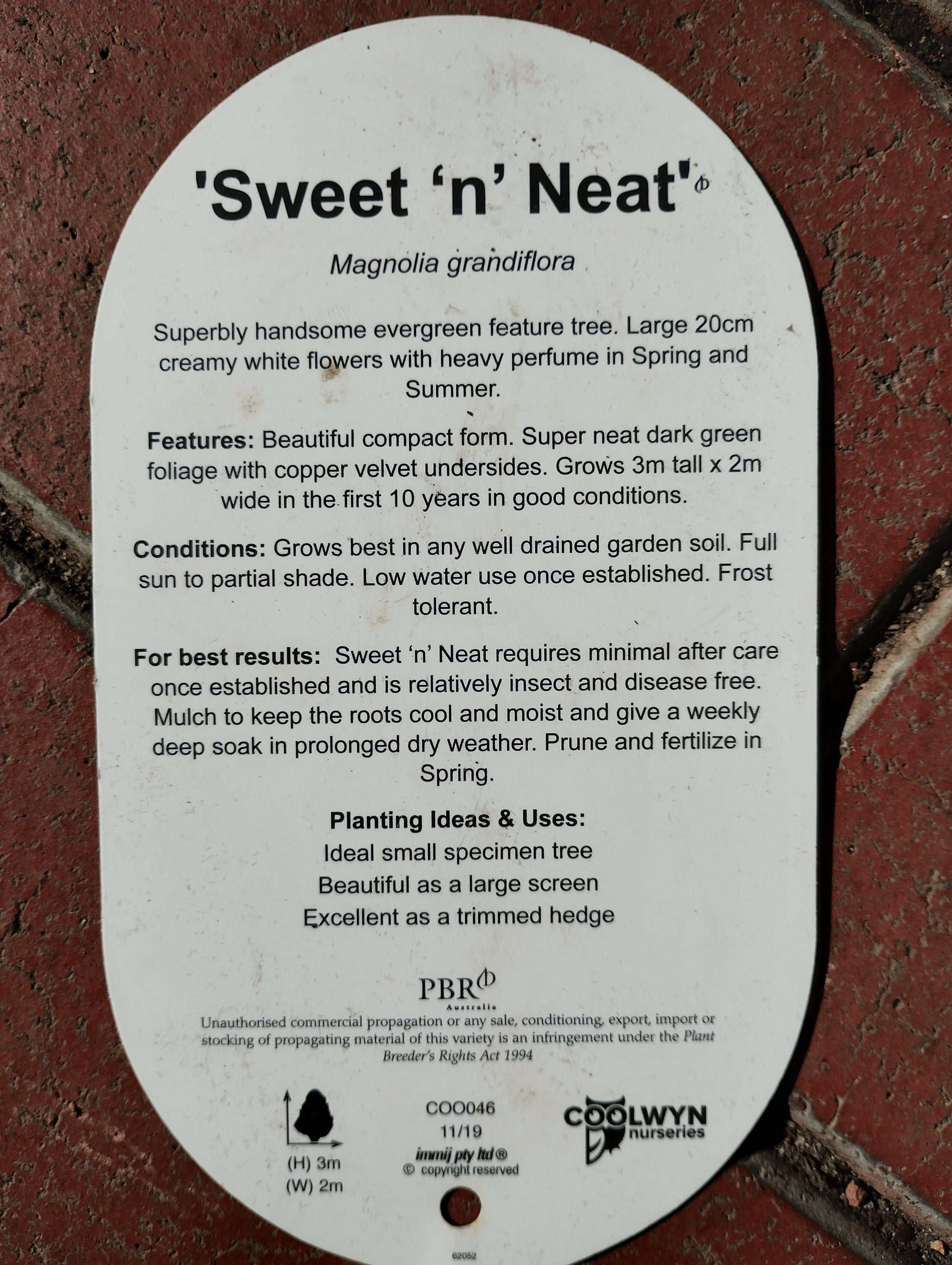 Magnolia Sweet 'n' Neat image 2