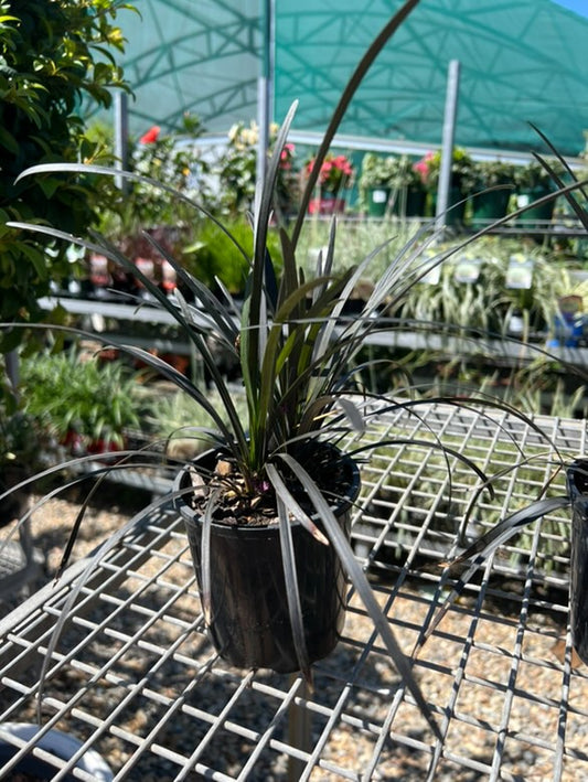 Black Mondo Grass image 0