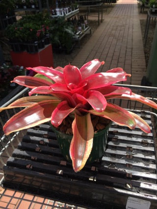 Neoregelia Dwarf 'Albo' image 0