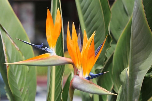 Strelitzia Reginae 'Bird of Paradise' 140mm image 1