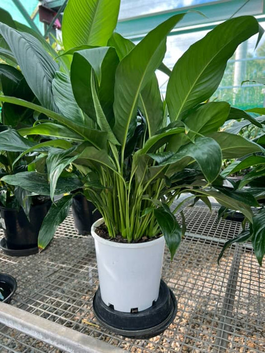 Spathiphyllum 'Peace Lily' image 0