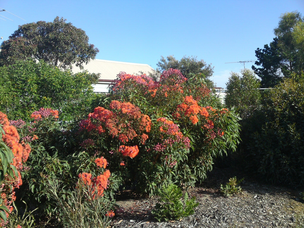 'Dwarf Orange' Flowering Gum (Corymbia)