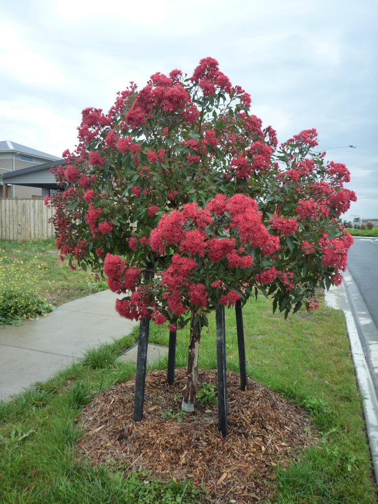 'Dwarf Red' Flowering Gum (Corymbia)