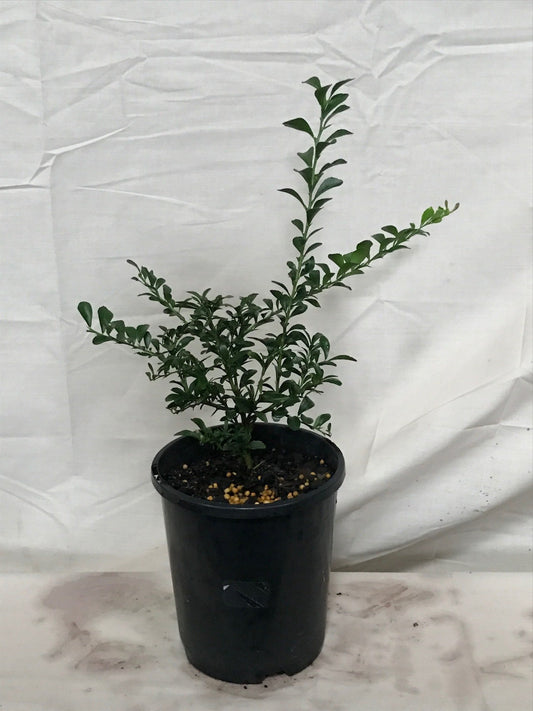 Finger Lime (Red Champagne) image 1