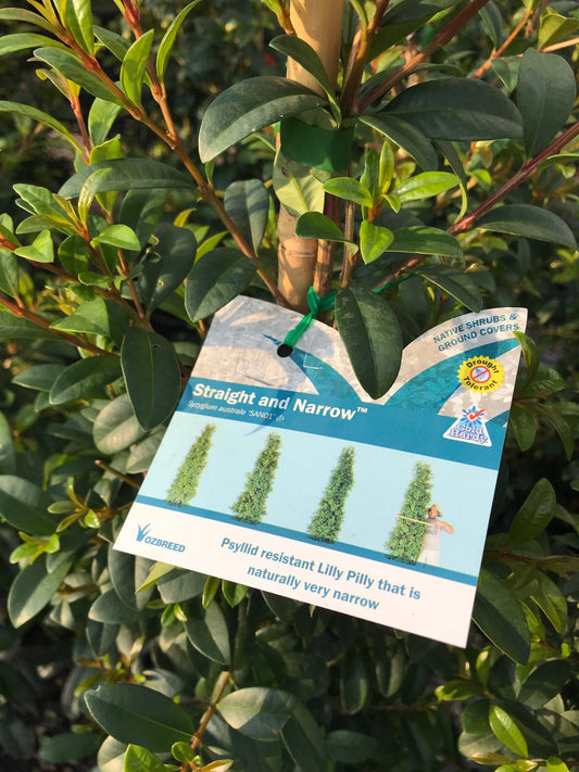 Lilly Pilly Straight and Narrow image 1