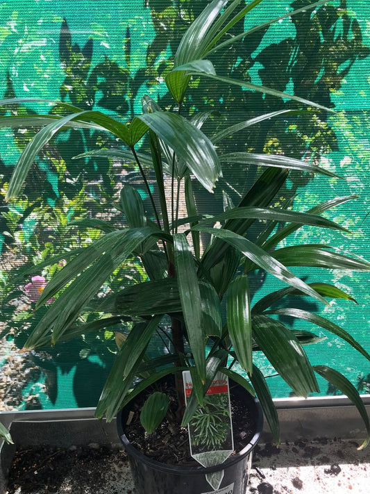 Raphis Palms - 200mm image