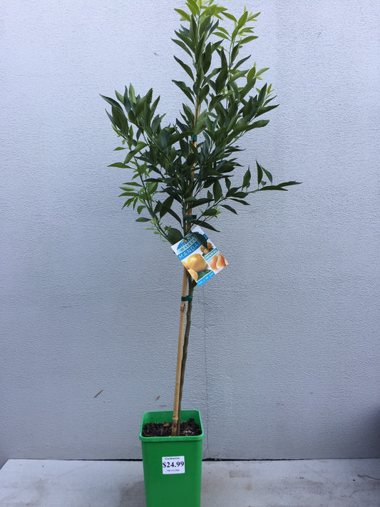 Mandarin (Imperial) image 1