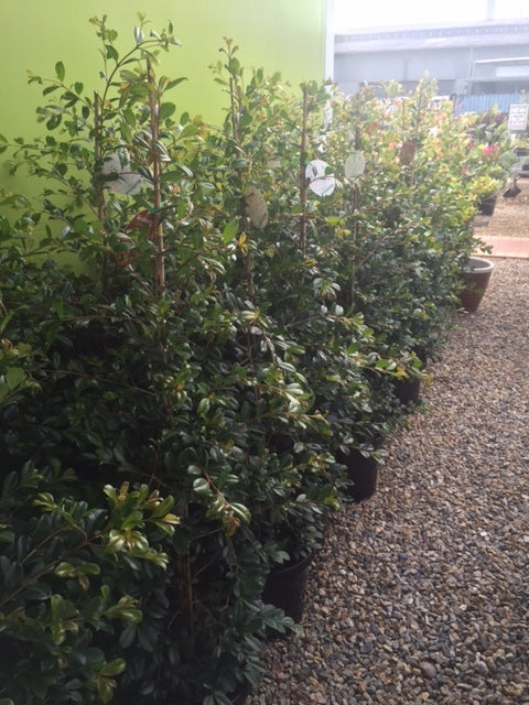 Lillypilly Resilience image 1