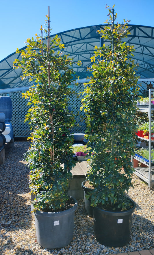Lilly Pilly Resilience  500mm pot image 0
