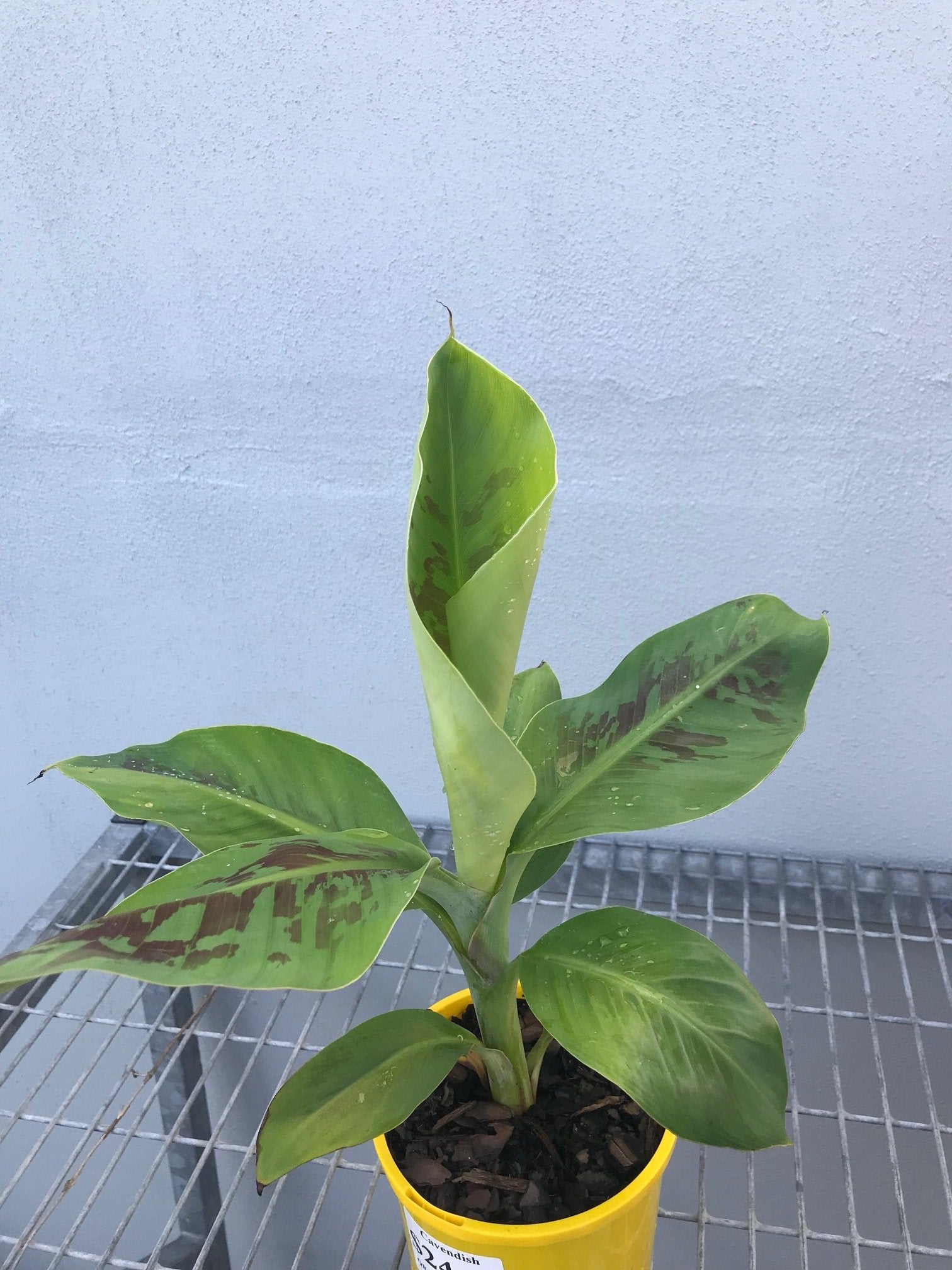 Cavendish Banana image 1