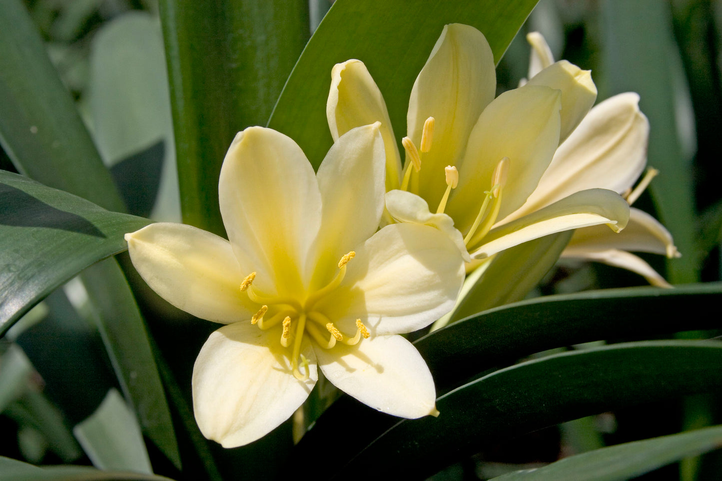 Clivia  Miniata 'Cream Form' image 2