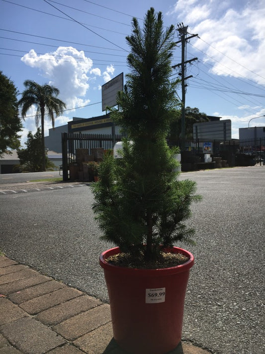 Christmas Star Picea Glauca 250mm  image 0