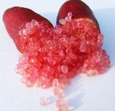 Finger Lime (Red Champagne) image 0