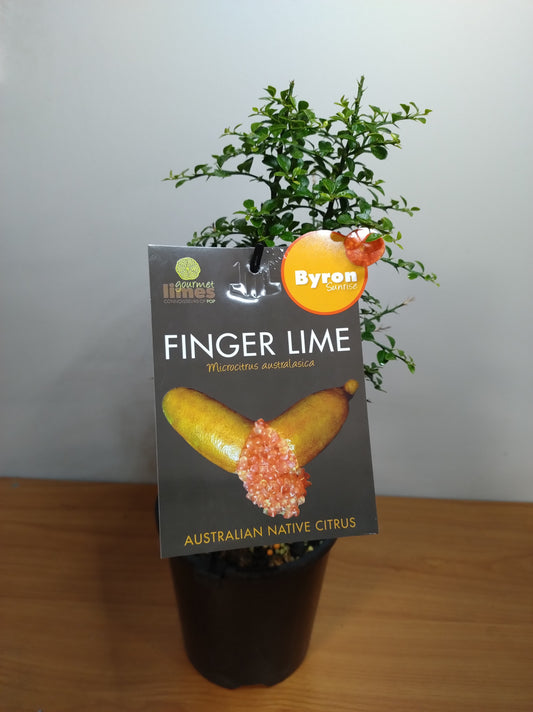 Finger Lime Byron Sunrise 140mm image 2