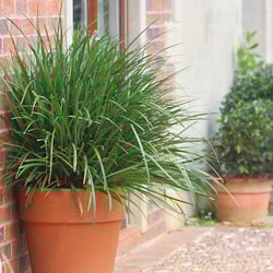 Liriope 125mm image 1