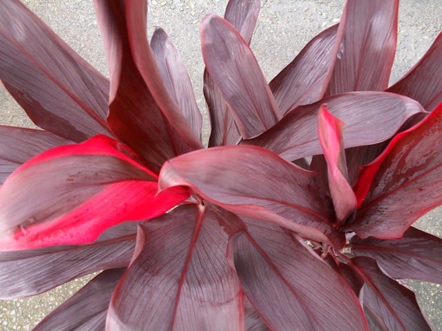 Cordyline Rubra image 1