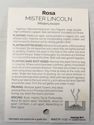 Rose Mister Lincoln image 1