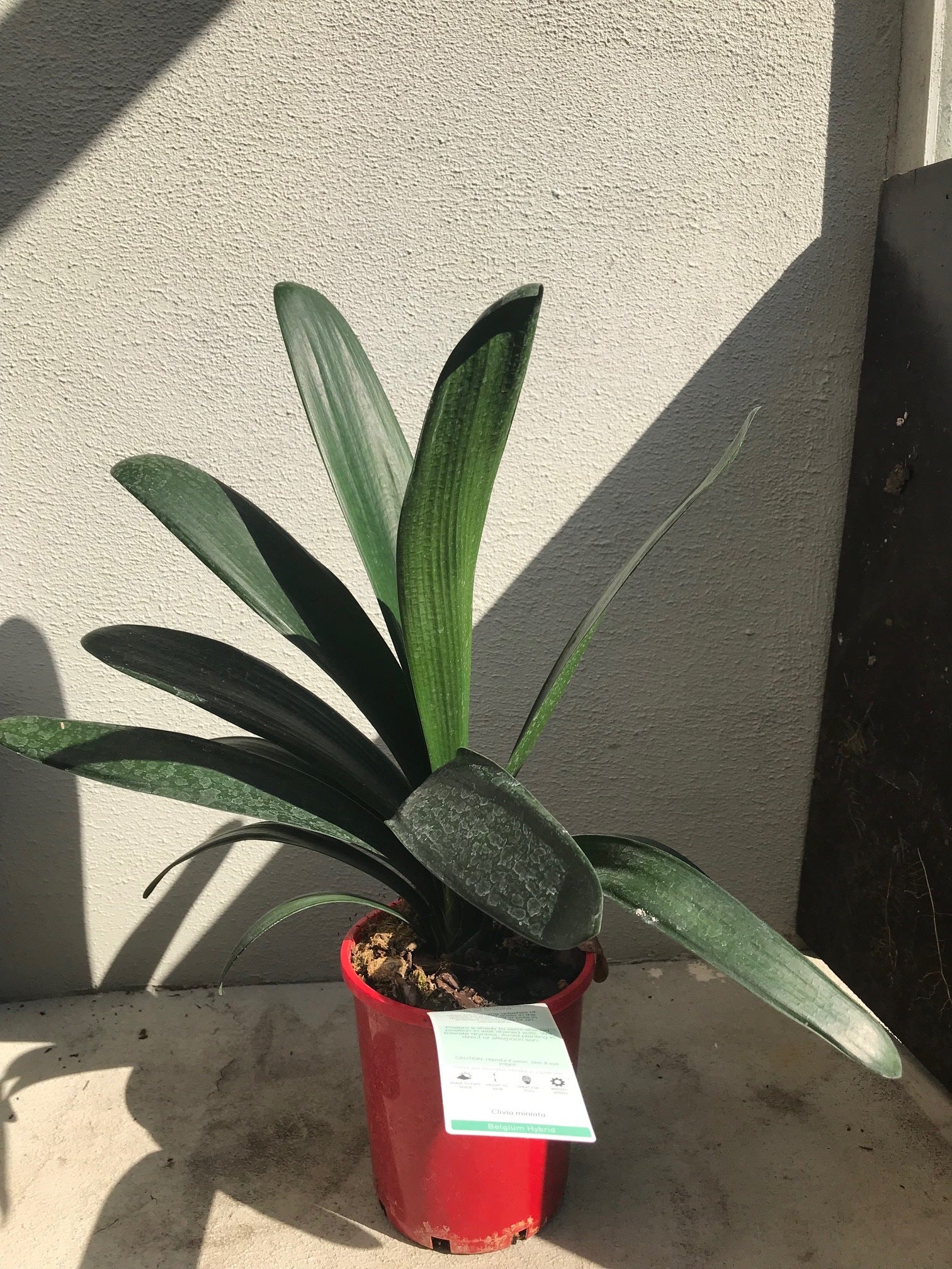 Clivia 'Belgium Hybrid' - 140mm image