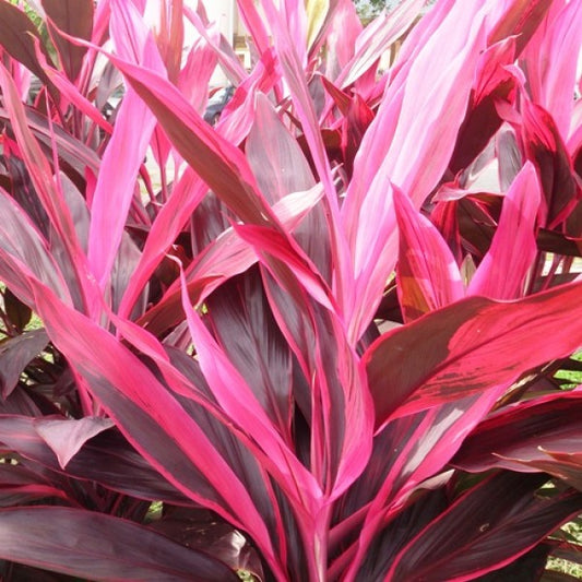 Cordyline Rubra image 0