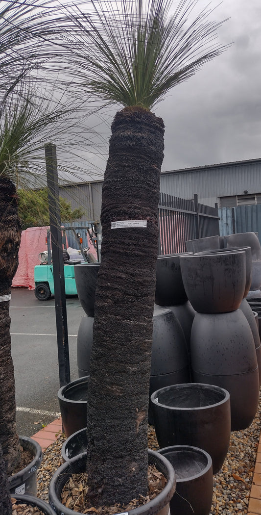 Grass Tree 150cm tall image 0