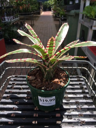 Neoregelia Dwarf 'White Stripe' image 0