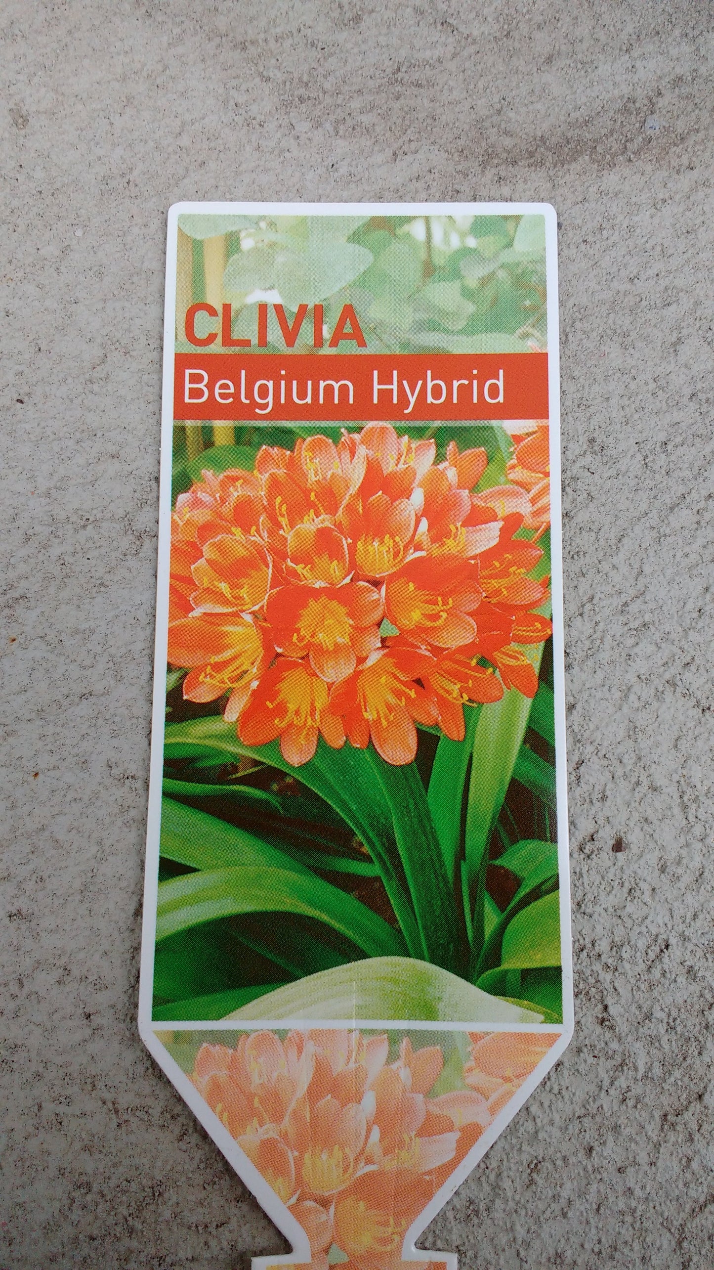 Clivia 'Belgium Hybrid' image 2