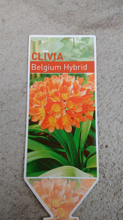 Clivia 'Belgium Hybrid' image 2