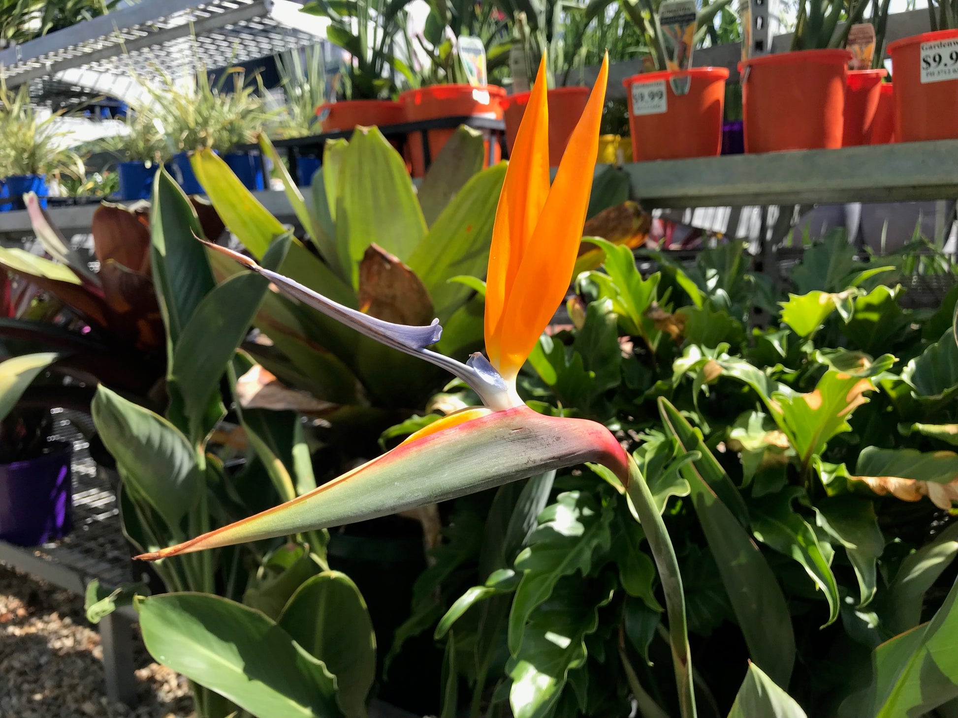 Strelitzia Reginae 'Bird of Paradise' image 2