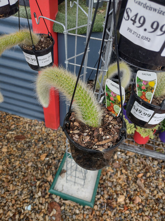 Monkey Tail Cactus image 1