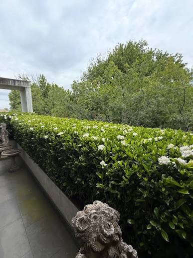 Gardenia 'Florida'