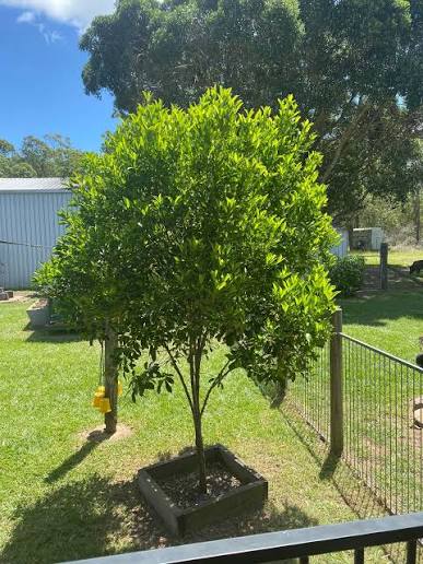 Fraser Island Apple (Acronychia imperforata)