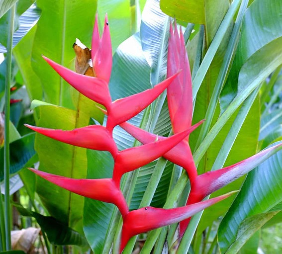 Heliconia 'Hot Rio Nights'