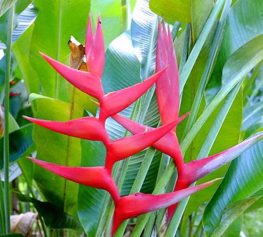 Heliconia 'Hot Rio Nights'
