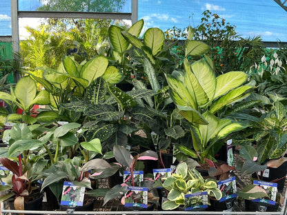 House Plants
