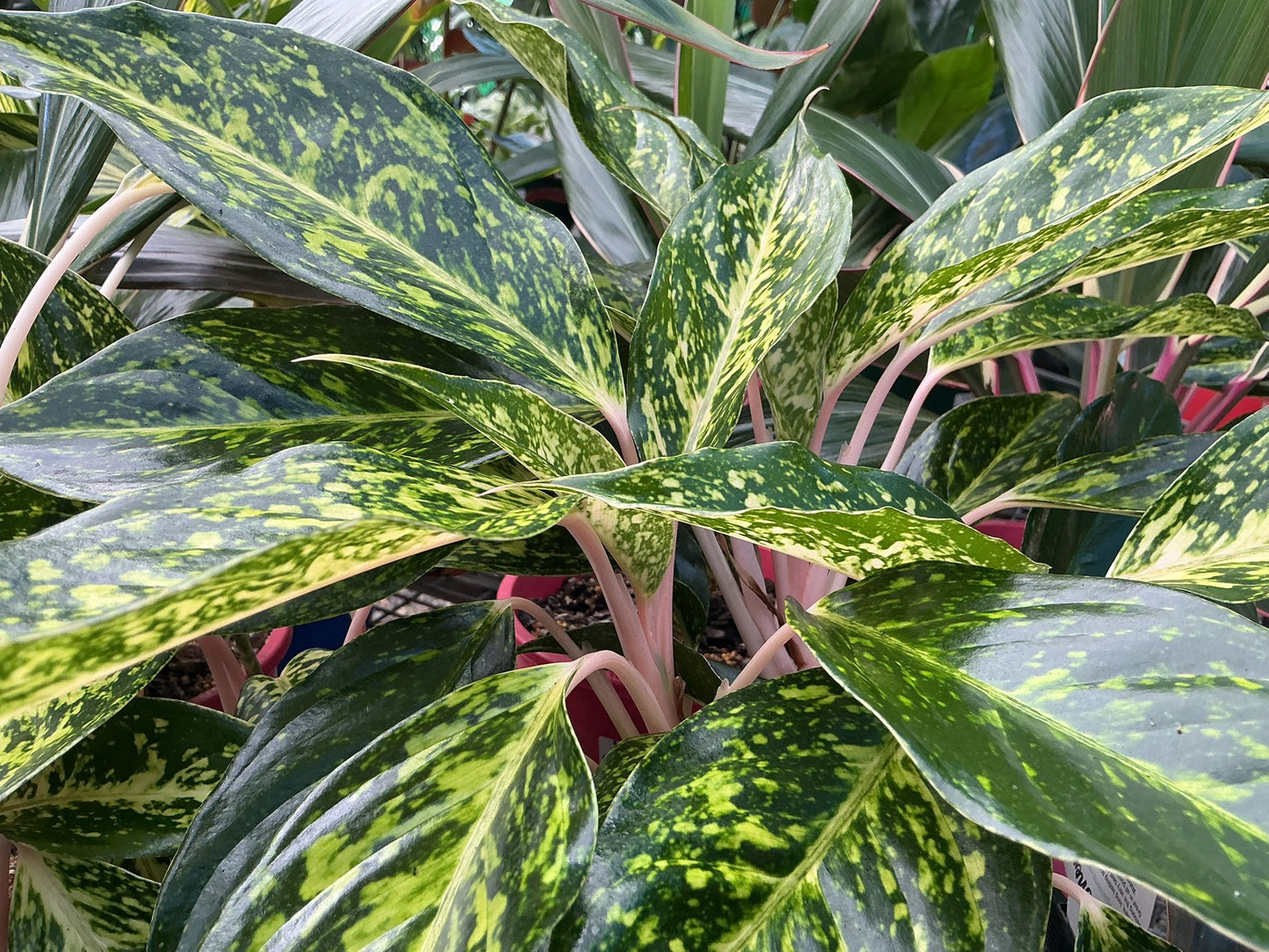 House Plants