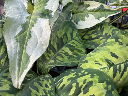 House Plants