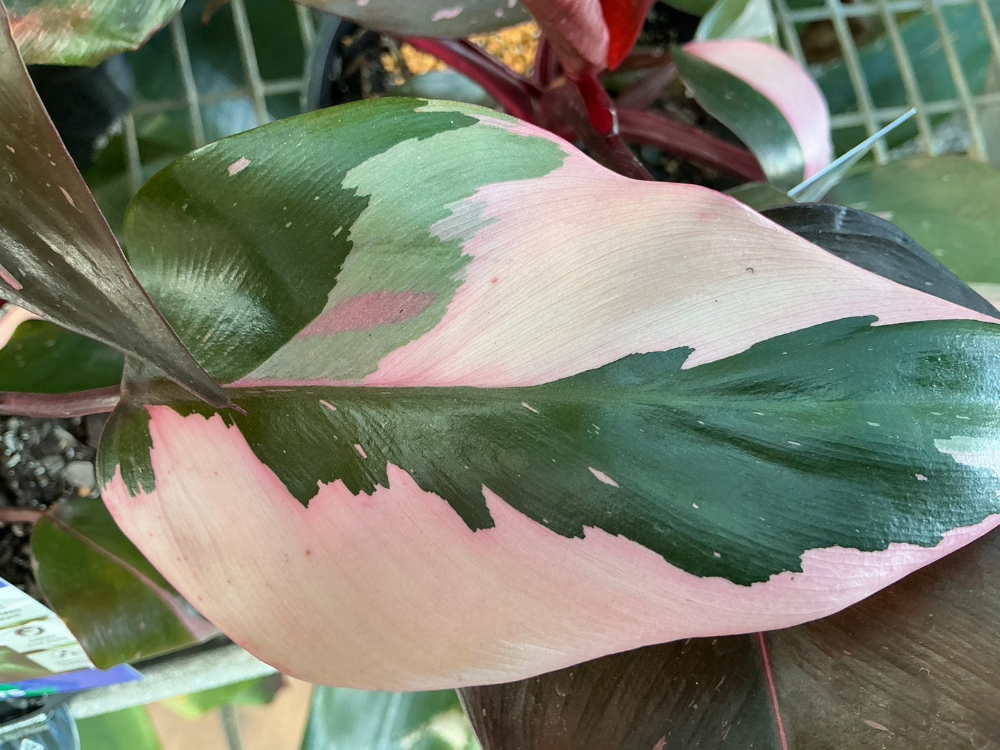 House Plants