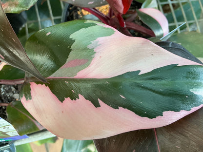 House Plants