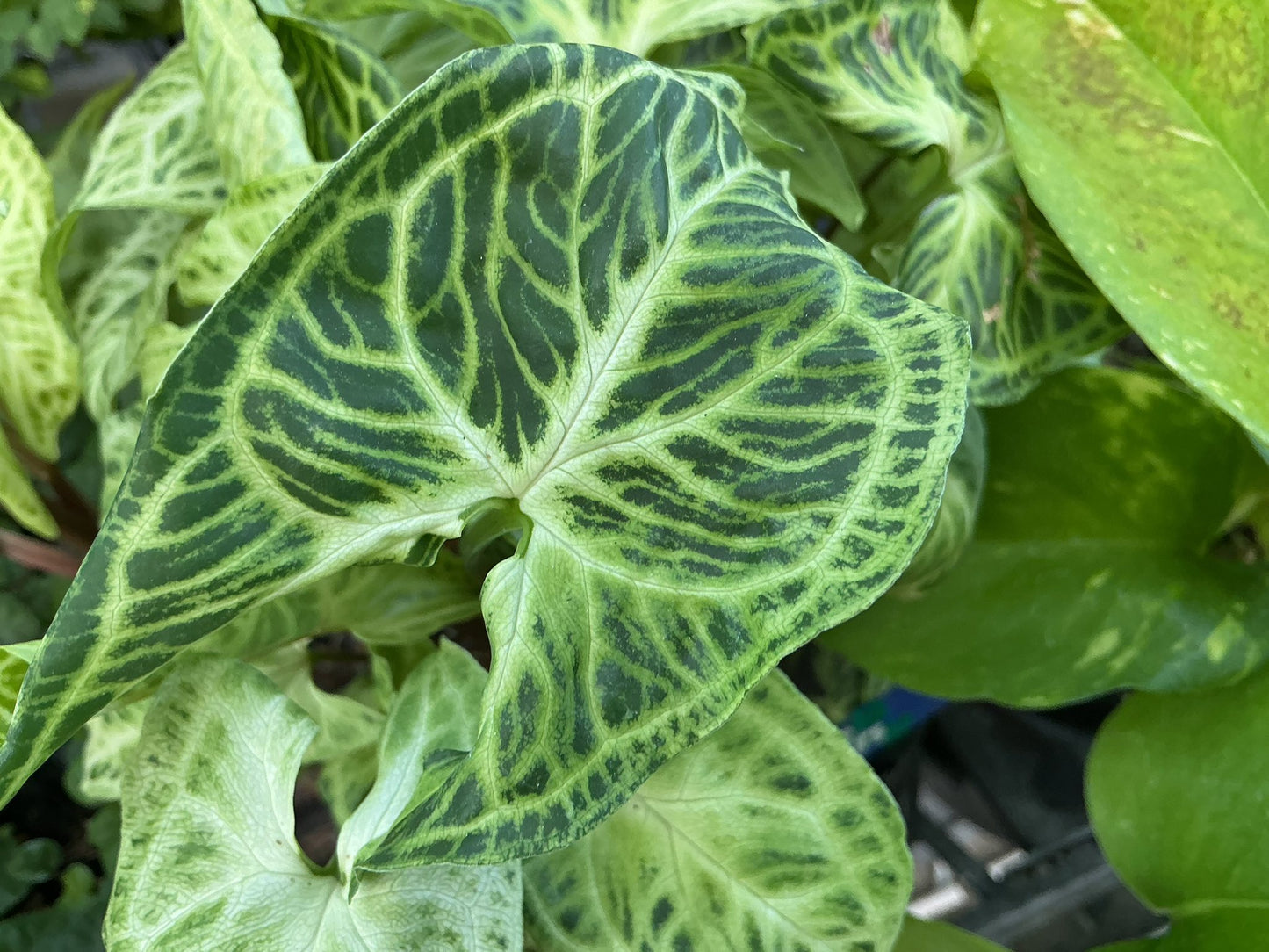 House Plants