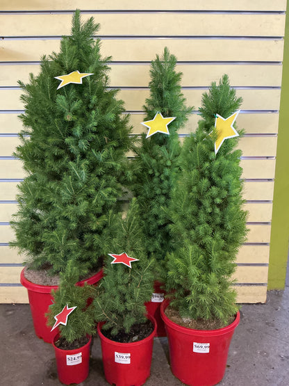 Christmas Trees (Picea glauca)