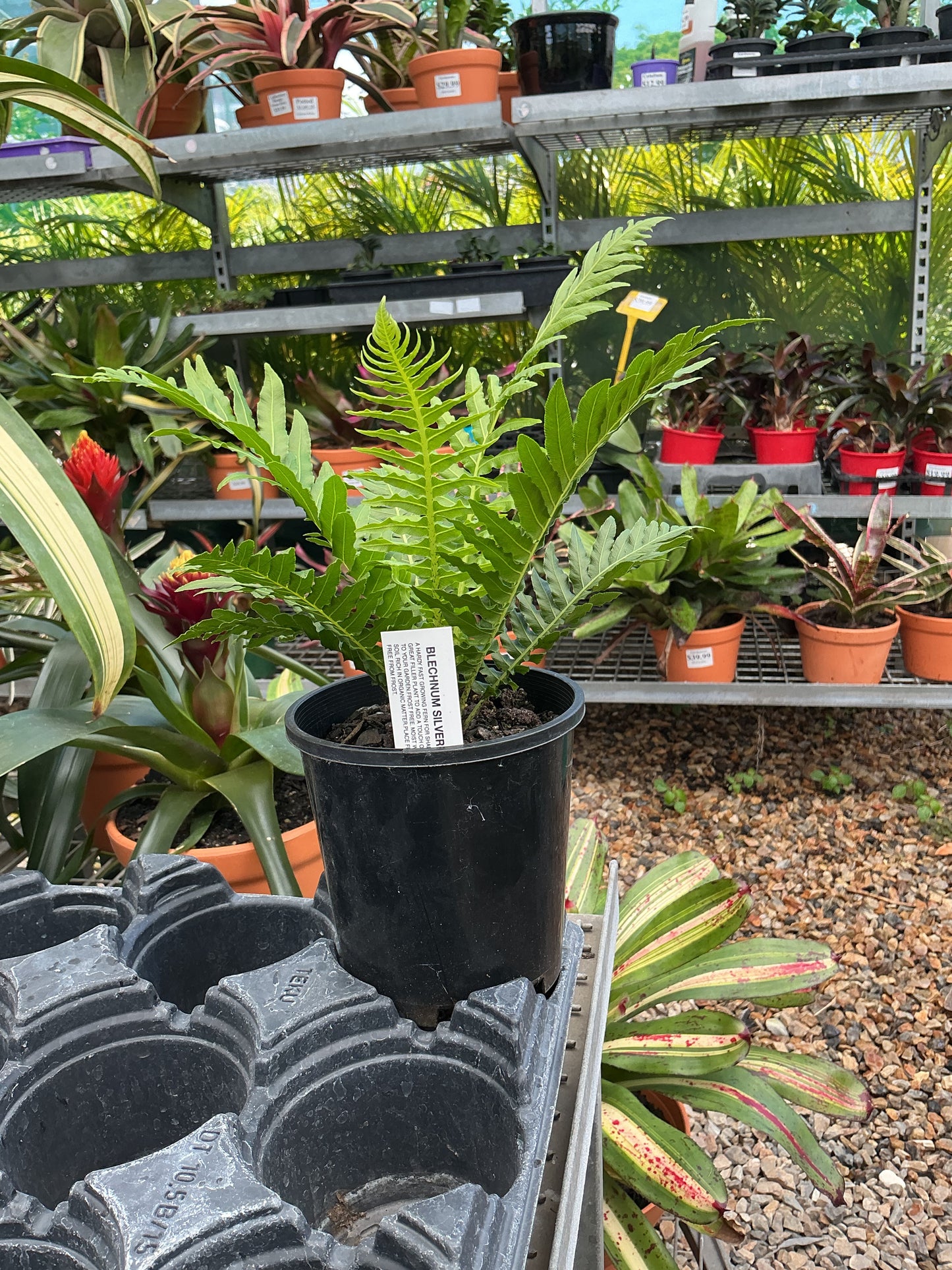 Blechnum Silver Lady
