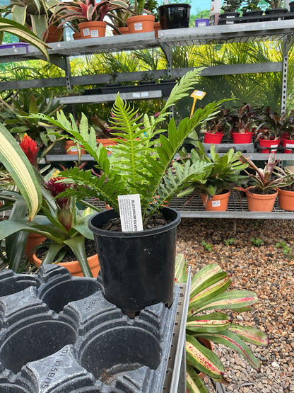 Blechnum Silver Lady