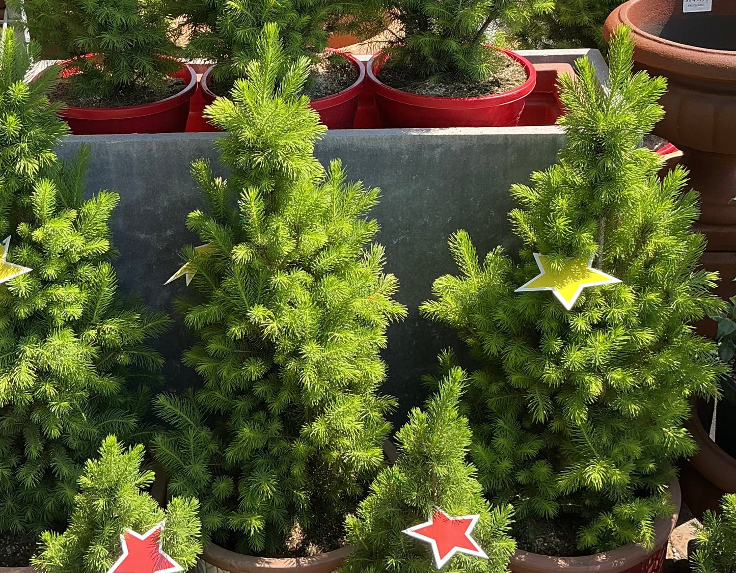 Christmas Trees (Picea glauca)