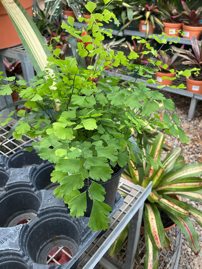 Maiden Hair Fern