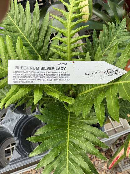 Blechnum Silver Lady