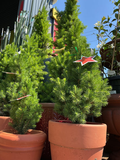 Christmas Trees (Picea glauca)