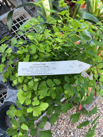 Maiden Hair Fern