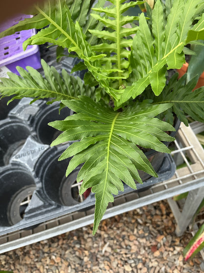 Blechnum Silver Lady