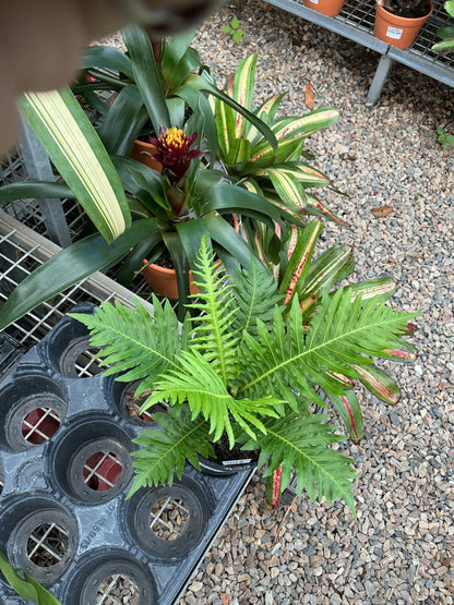Blechnum Silver Lady