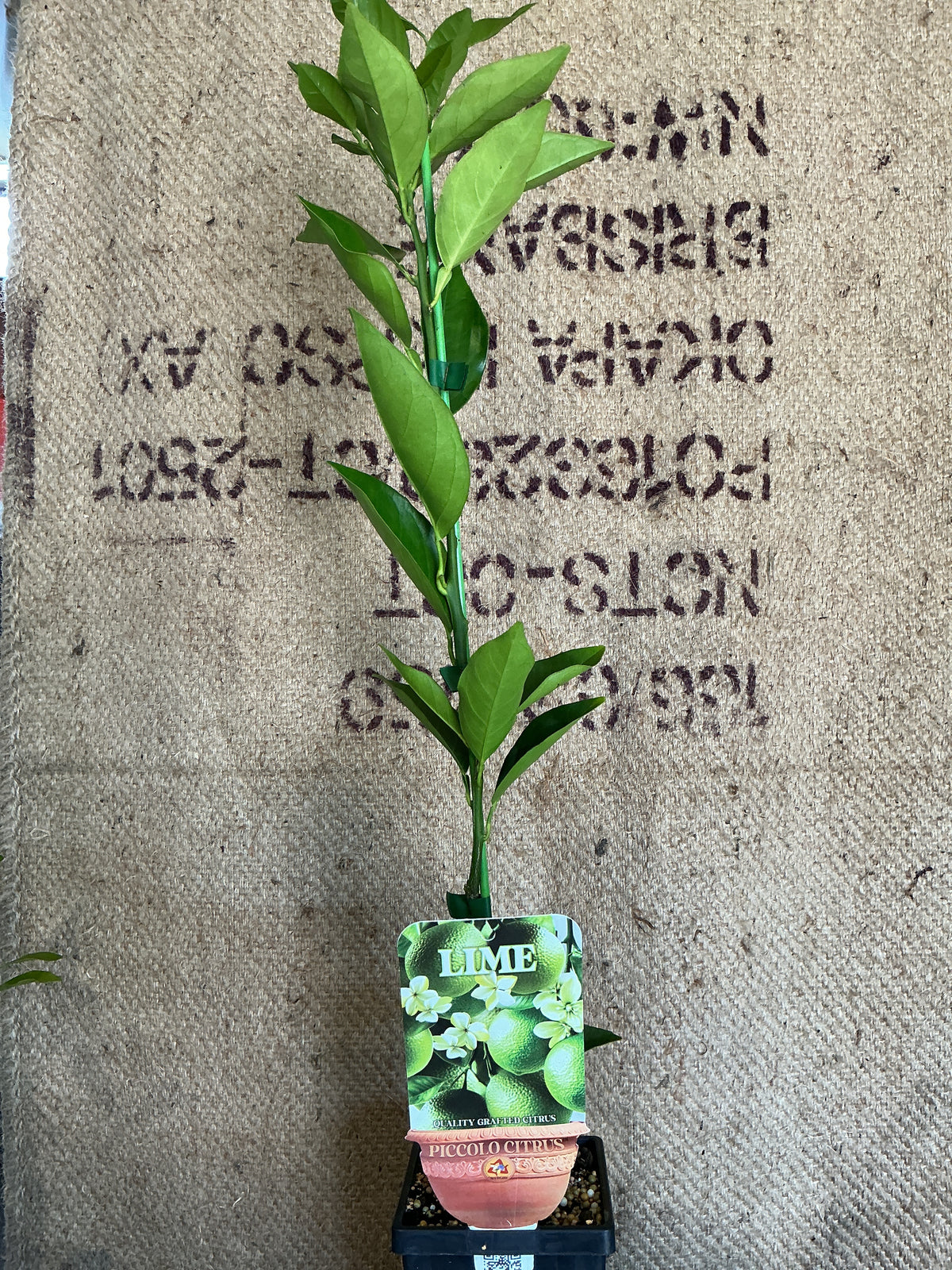 'Piccolo' Tahitian Lime (Grafted Dwarf)
